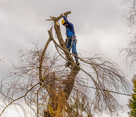 Entreprise espaces verts Albi